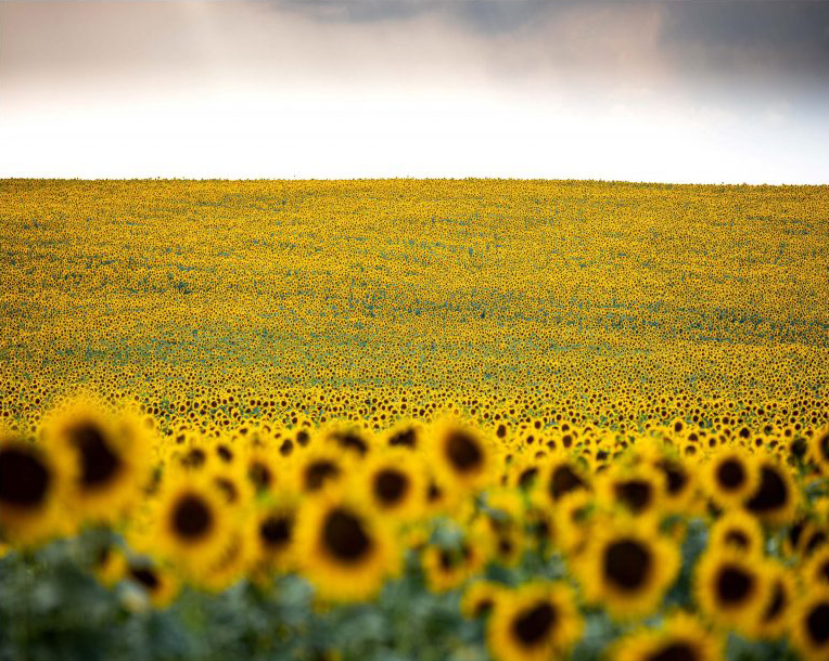 suncokreti-baranjskih-brezuljaka