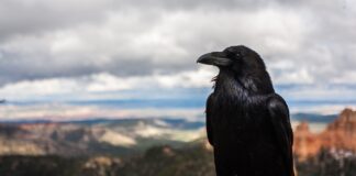 “Vješte Radoznale Ambciozne Najinteligentije Empatične – VRANE”