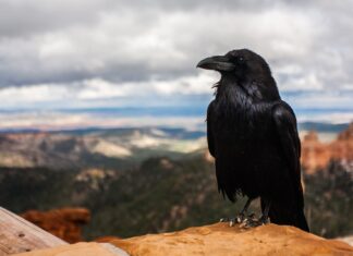 “Vješte Radoznale Ambciozne Najinteligentije Empatične – VRANE”