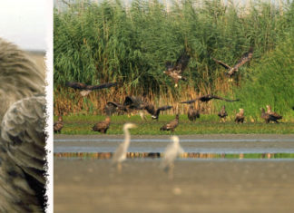 Saga o orlovima štekavcima Kopačkog rita