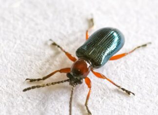 Obavijest o pismenim ispitima kod izv. prof. dr. sc. Dubravke Čerba