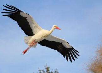 Učitelj/učiteljica prirode