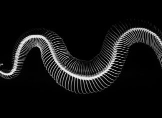 Obavijest o pismenom ispitu iz predmeta Kralježnjaci