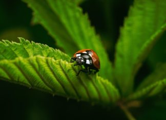 Učitelj/ica prirode i biologije