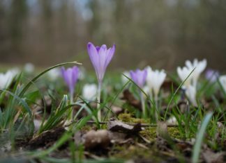 Učitelj/ica prirode i biologije