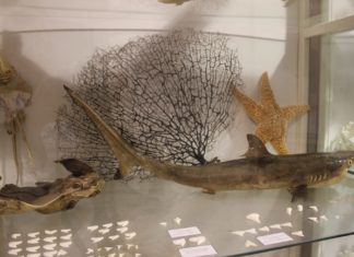 Obavijest o pismenim ispitima iz predmeta Opća ekologija, Ekologija životinja, Kopneni ekološki sustavi, Anatomija i morfologija kukaca