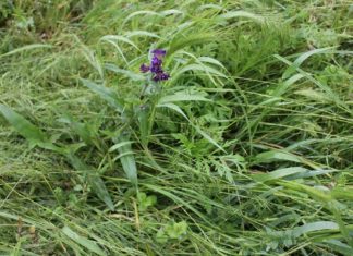 BIOLOGIJA STANICE / RAZVOJNA BIOLOGIJA BILJAKA – ispit