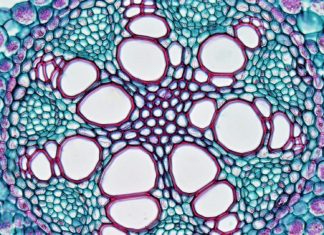 Ispit iz Molekularne biologije