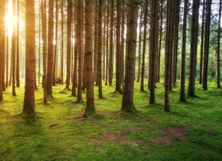 Učitelj/učiteljica biologije i prirode
