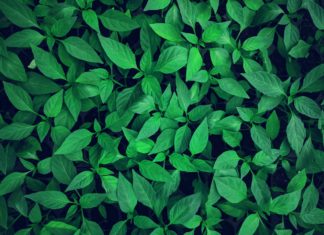 Ispit iz kolegija Anatomija biljaka