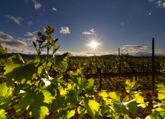 Učitelj/ica prirode