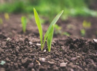 Obavijest: Pismeni ispiti iz predmeta čiji su nositelji doc.dr.sc. Alma Mikuška i doc.dr.sc. Mirta Sudarić Bogojević