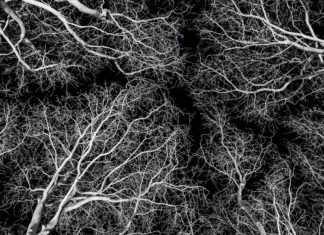 Pismeni ispit iz kolegija Morfologija biljaka s terenskom nastavom 1