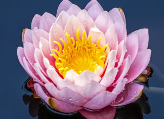 Ispit iz Stablašica i Fitobiologije