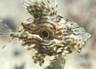 Obavijest o pismenim ispitima kod doc.dr.sc. Senke Blažetić i izv.prof.dr.sc. Rosemary Vuković