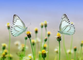 UČITELJ / UČITELJICA PRIRODE I BIOLOGIJE