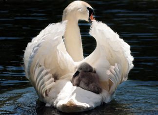 UČITELJ PRIRODE I BIOLOGIJE (M/Ž)