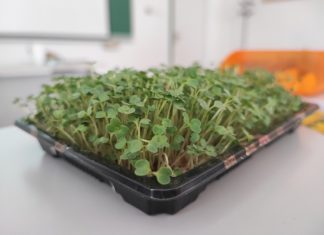 Obavijest o pismenom ispitu iz kolegija Biologija stanice i Razvojna biologija biljaka