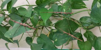 Vrijedan kao mrav, dosadan kao muha