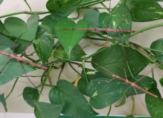 Obavijest iz pismenog ispita iz predmeta Virologija i Stablašice