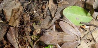 Pronađi me ako možeš