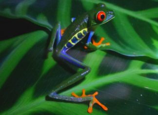 Obilježavanje Svjetskog dana žaba