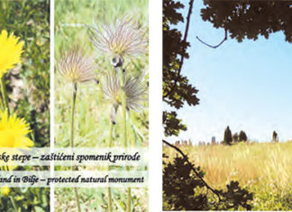 Raznolikost flore biljske stepe – zaštićeni spomenik prirode