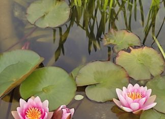 Obavijest o pismenom ispitu iz predmeta doc.dr.sc .Alma Mikuška i doc.dr.sc. Mirta Sudarić Bogojević