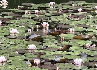 Obavijest o pismenom ispitu iz kolegija Morfologija biljaka s terenskom nastavom