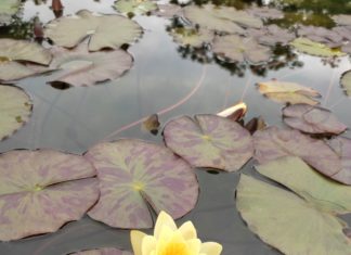 Obavijest o ispitima iz predmeta Stablašice i Virologija