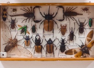 Obavijest o pismenim ispitima iz kolegija FTIMB, Evolucija, Genetika, Embriologija i evolucija organskih sustava