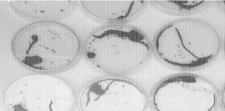 Provedba važnog projekta “DEFENSoil” na Odjelu za