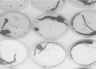 Obavijest o pismenim ispitima kod doc. dr. sc. Senke Blažetić i izv. prof. dr. sc. Rosemary Vuković