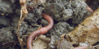 Projekt “Biofortifikacija selenom – odgovor sustava biljka-tlo-gujavice