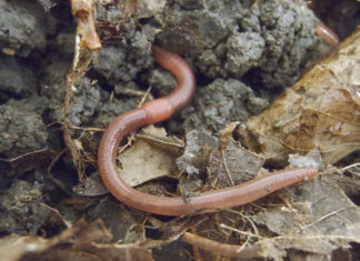 Projekt “Biofortifikacija selenom – odgovor sustava biljka-tlo-gujavice