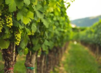 Obavijst o pismenim ispitima kod izv. prof. dr. sc. Rosemary Vuković i doc. dr. sc. Senke Blažetić