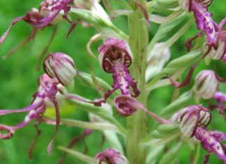 UČITELJ/ICA BIOLOGIJE