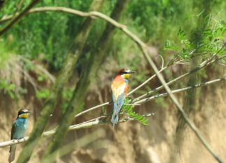 Obavijest o pismenim ispitima kod izv.prof.dr.sc. Valentine Pavić