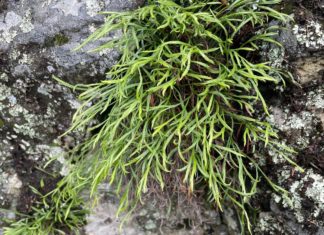 Obavijest o pismenom ispitu iz kolegija Anatomija biljaka