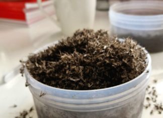 Obavijest o pismenim ispitima iz predmeta Ekoogija životinja, Opća ekologija, Anatomija i morfologija kukaca