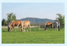 Studenti biologije uspješno realizirali deset znanstvenoistraživačkih projekata