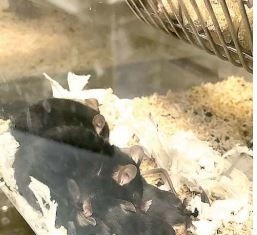 “Reproduktivni status u pretilosti: centralna i periferna regulacija aktivnosti inzulinskog i leptinskog receptora”