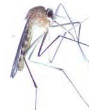 „Barkodiranje faune komaraca Hrvatske s posebnim naglaskom na politipsku vrstu Culex pipiens kompleks“