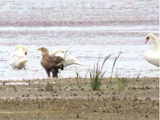 „Zimsko prebrojavanje ptica vodarica“ IWC 2020
