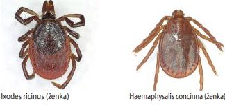 „Usporedba učinkovitosti različitih eteričnih ulja i biljnih ekstrakata kao potencijalnih repelenata protiv tvrdih krpelja (Acari: Ixodidae)”