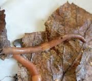 Zbog njihove važnosti, svjetski znanstvenici gujavice nazivaju „inženjerima ekosustava“