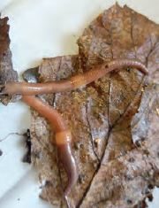 Zbog njihove važnosti, svjetski znanstvenici gujavice nazivaju „inženjerima ekosustava“