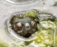 Odjel za biologiju – predstavljanje tri projekta