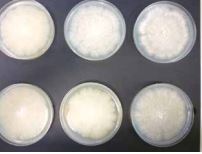 Odjel za biologiju – predstavljanje četiri institucijska projekta