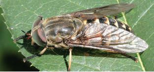 Raznolikost faune obada (Tabanidae) različitih staništa uz rijeku Muru